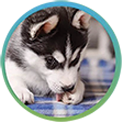 diar-dog-1