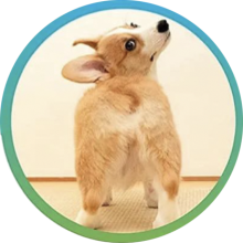diat-dog-4