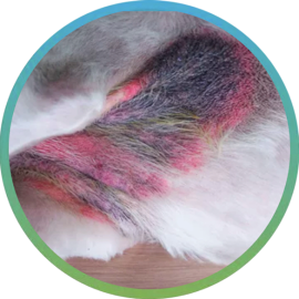 diat-dog-5